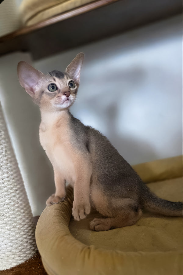 Taison | Abyssinian Kitten