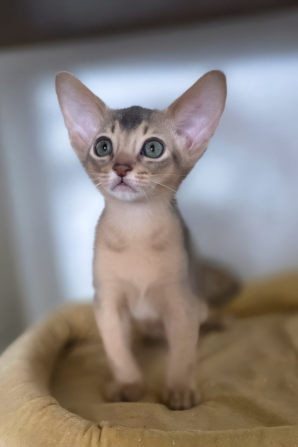 Taison | Abyssinian Kitten