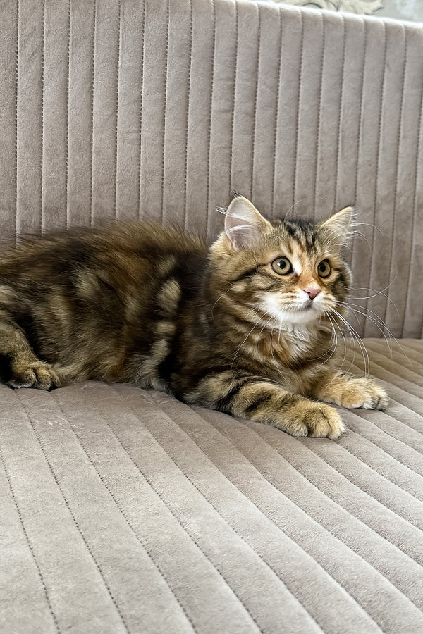 Talia | Siberian Kitten