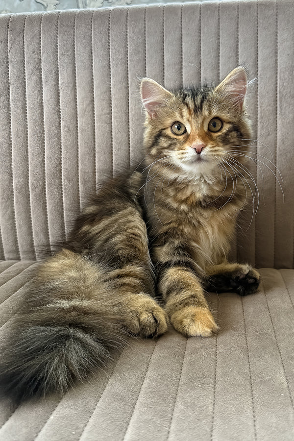 Talia | Siberian Kitten