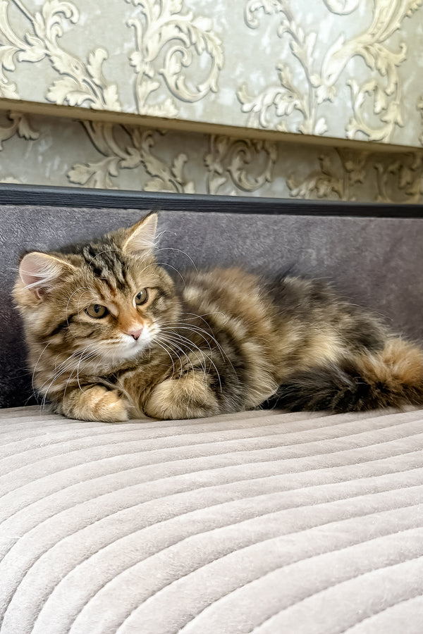 Talia | Siberian Kitten
