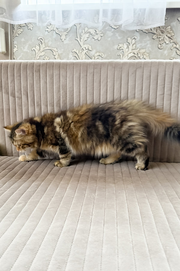 Talia | Siberian Kitten