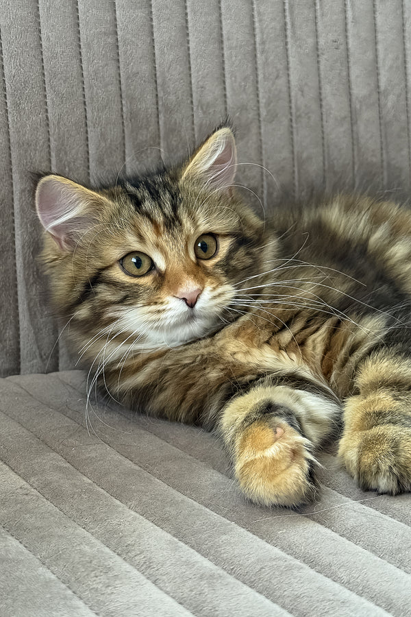 Talia | Siberian Kitten