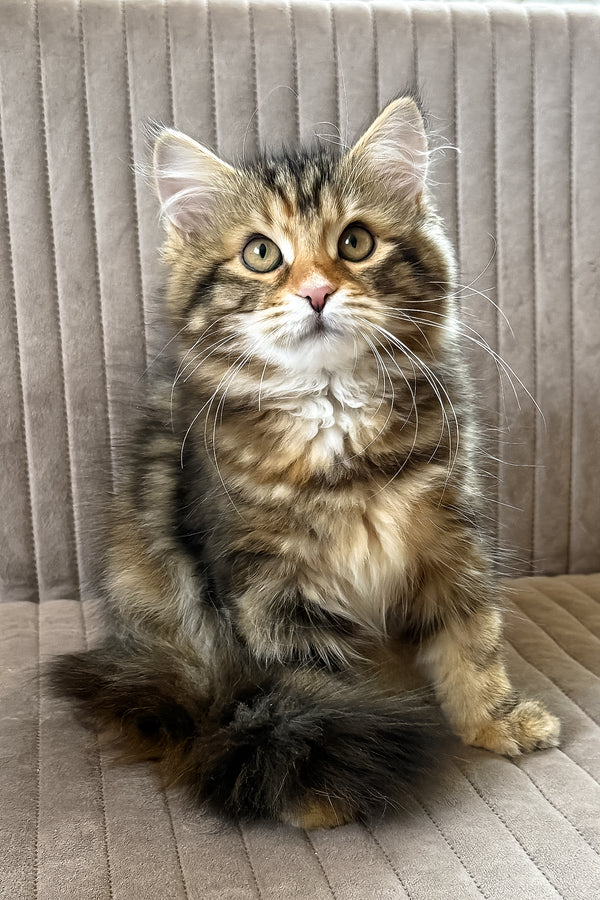 Talia | Siberian Kitten