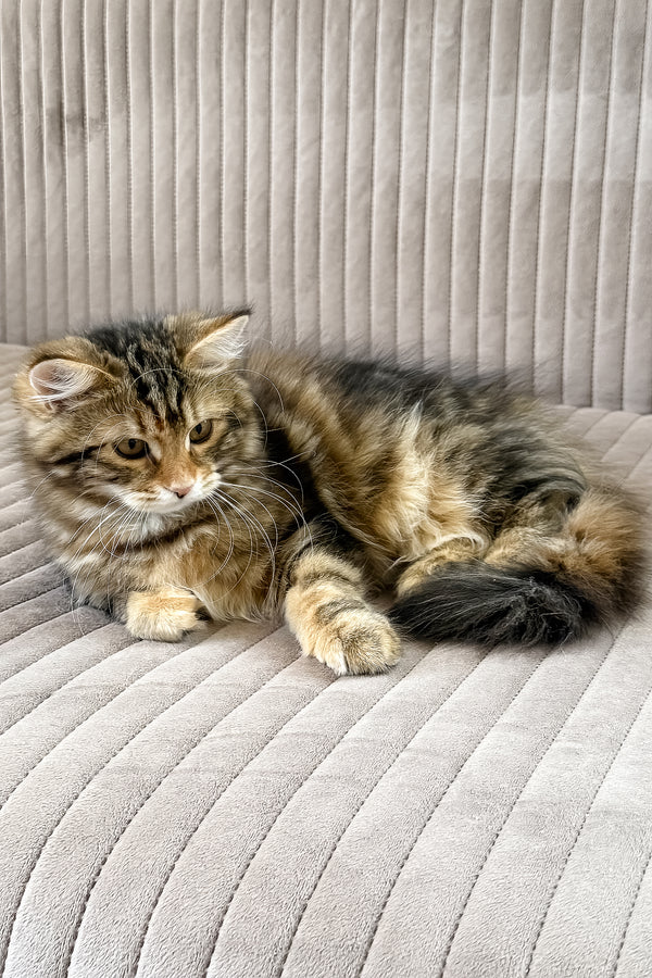 Talia | Siberian Kitten