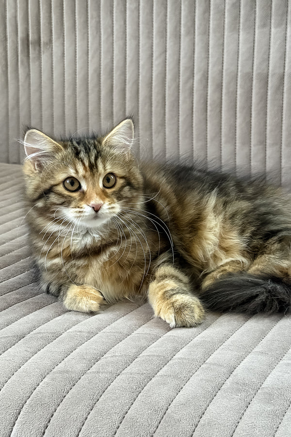 Talia | Siberian Kitten