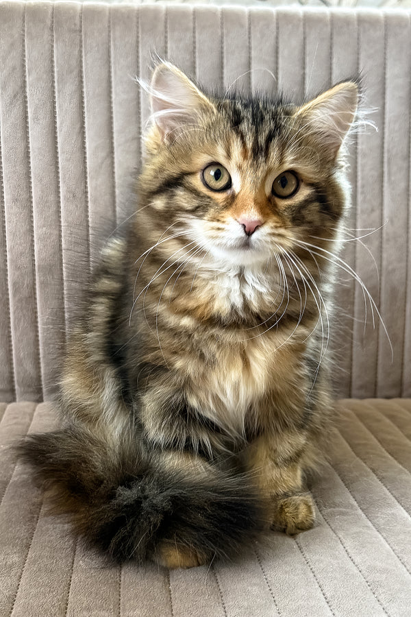 Talia | Siberian Kitten