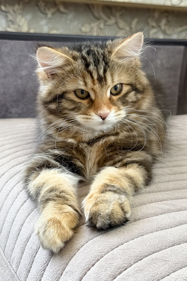 Talia | Siberian Kitten
