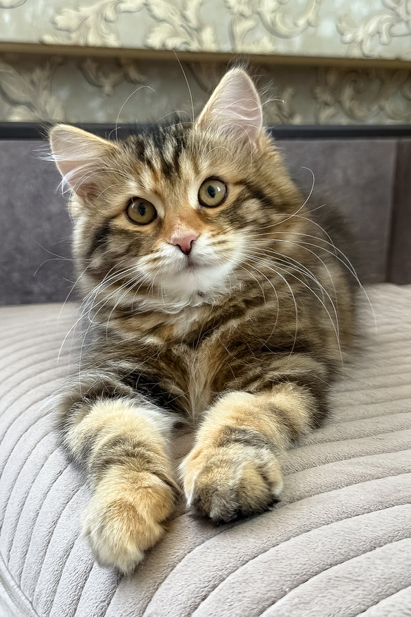 Talia | Siberian Kitten