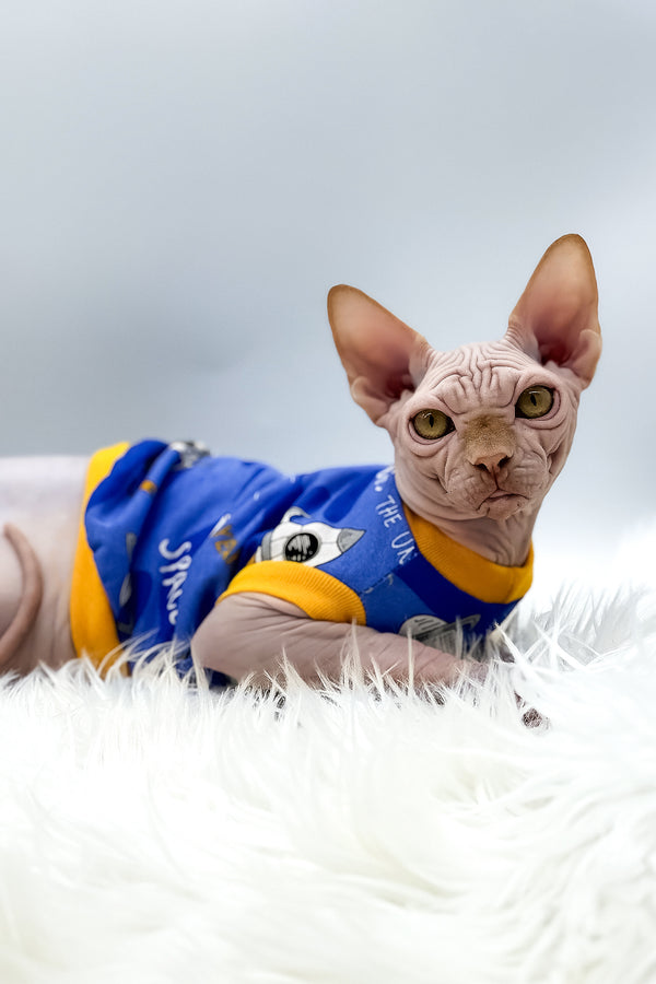 Talisman | Canadian Sphynx Kitten
