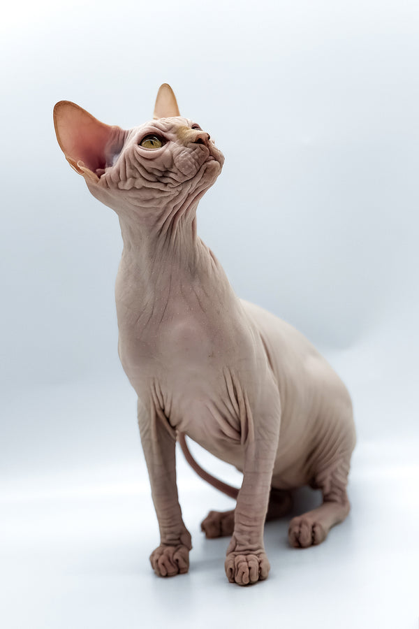 Talisman | Canadian Sphynx Kitten