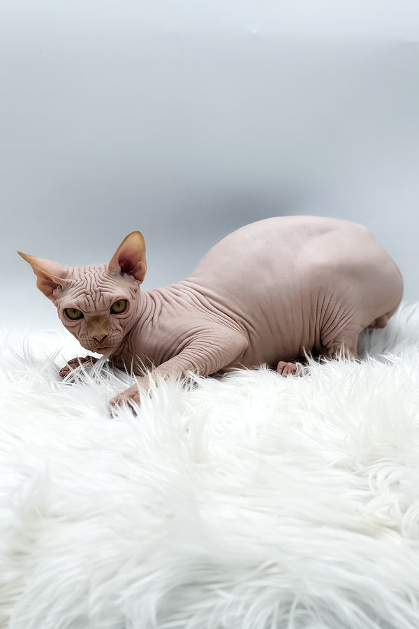 Talisman | Canadian Sphynx Kitten