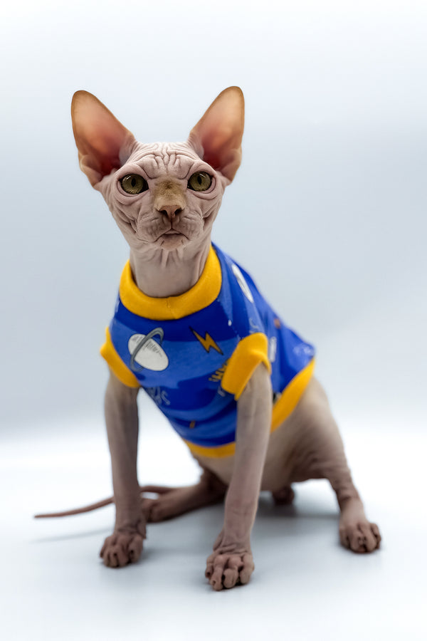 Talisman | Canadian Sphynx Kitten