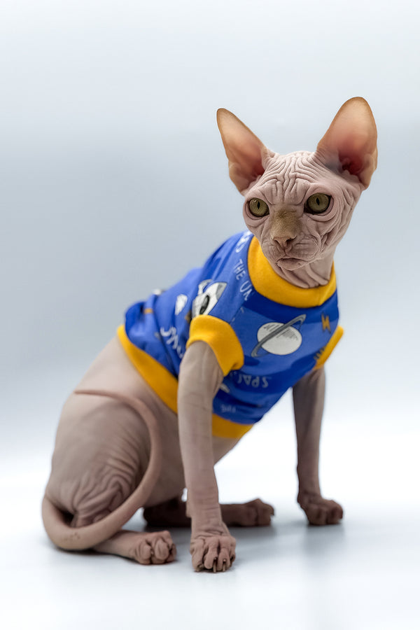 Talisman | Canadian Sphynx Kitten
