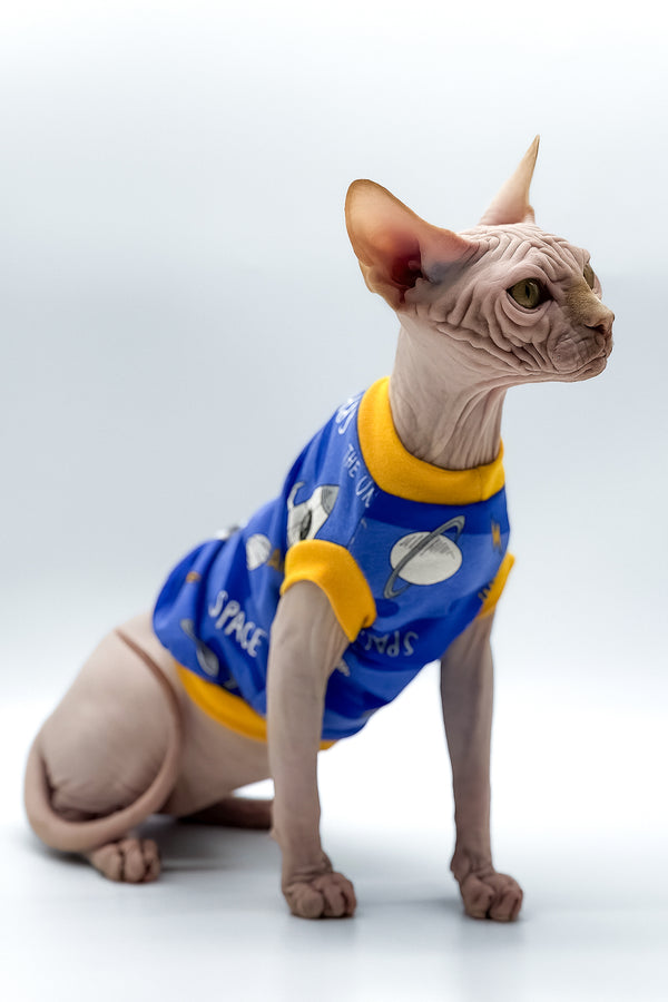 Talisman | Canadian Sphynx Kitten
