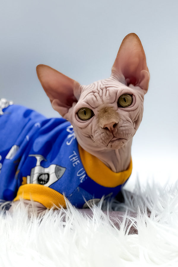 Talisman | Canadian Sphynx Kitten