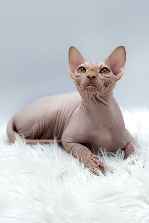Talisman | Canadian Sphynx Kitten