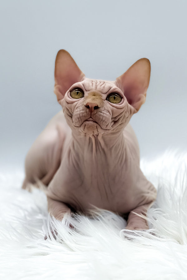 Talisman | Canadian Sphynx Kitten
