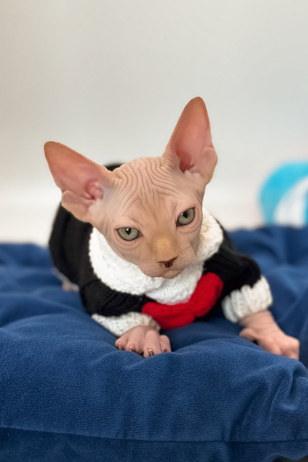 Talisman | Canadian Sphynx Kitten