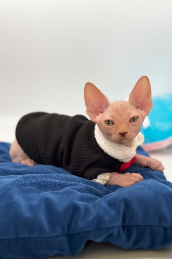 Talisman | Canadian Sphynx Kitten