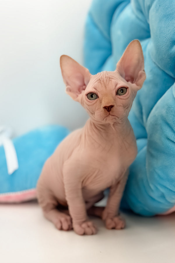 Talisman | Canadian Sphynx Kitten