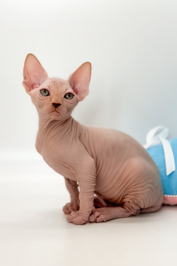 Talisman | Canadian Sphynx Kitten