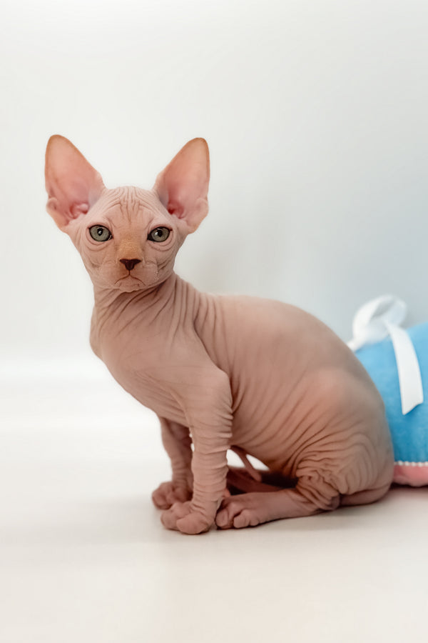 Talisman | Canadian Sphynx Kitten