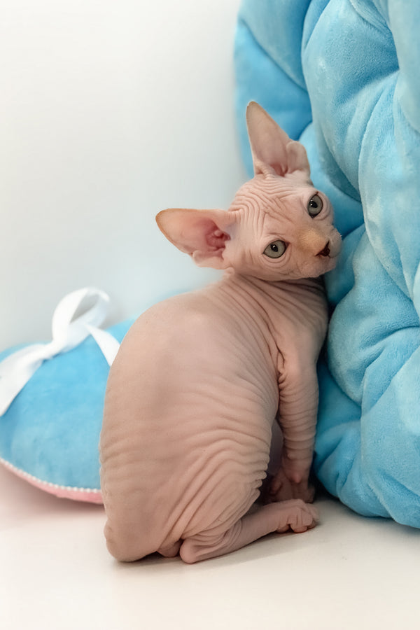 Talisman | Canadian Sphynx Kitten