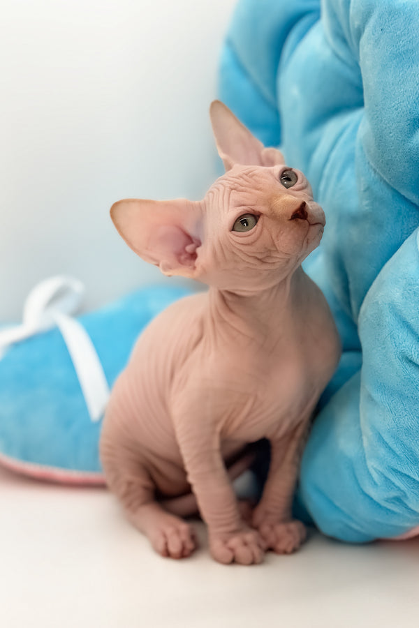 Talisman | Canadian Sphynx Kitten