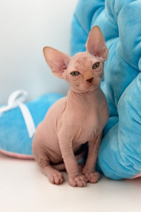 Talisman | Canadian Sphynx Kitten