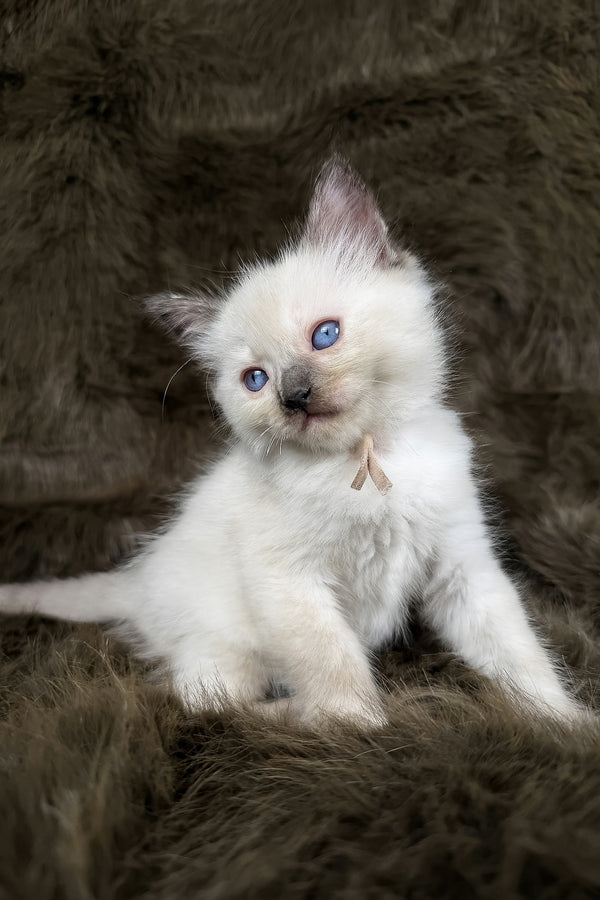 Talitha | Ragdoll Kitten