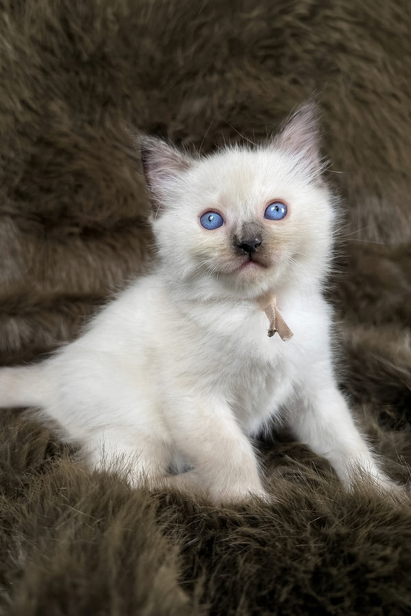 Talitha | Ragdoll Kitten