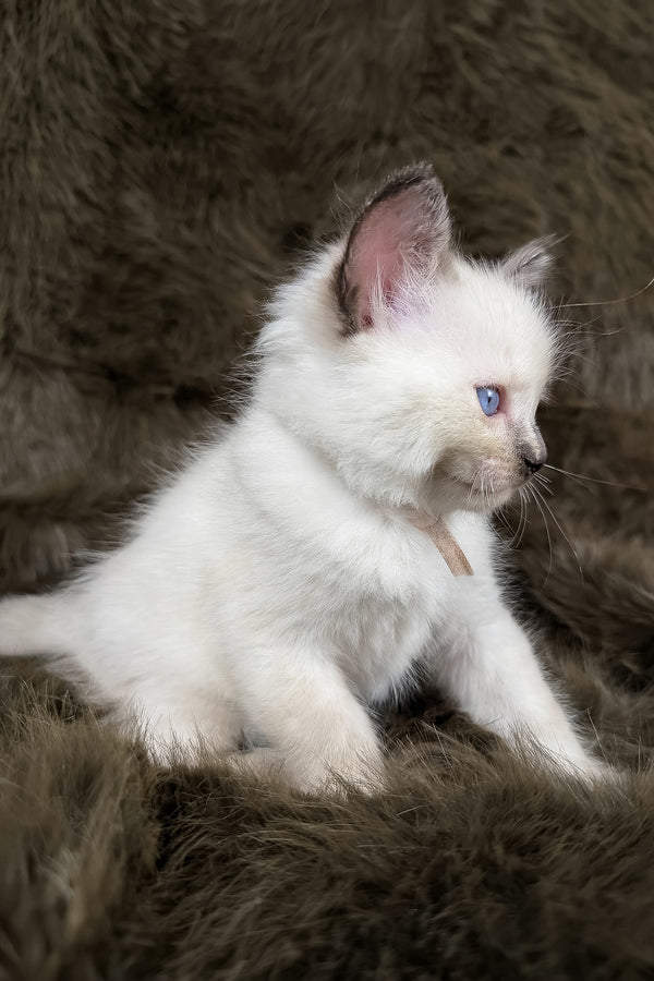 Talitha | Ragdoll Kitten