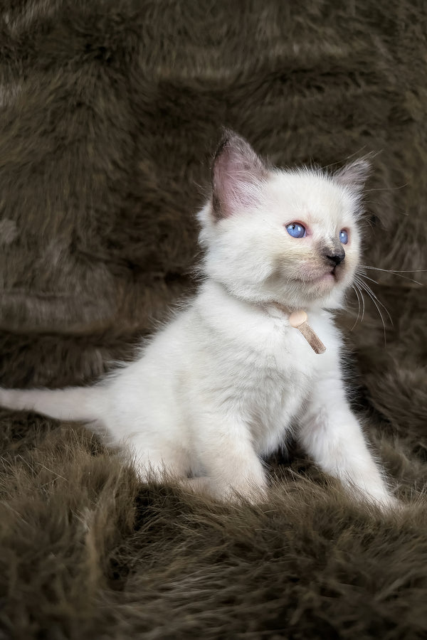 Talitha | Ragdoll Kitten