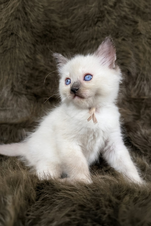 Talitha | Ragdoll Kitten