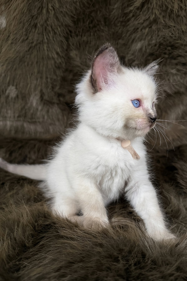 Talitha | Ragdoll Kitten