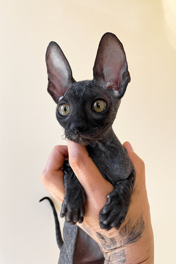 Talla | Cornish Rex Kitten