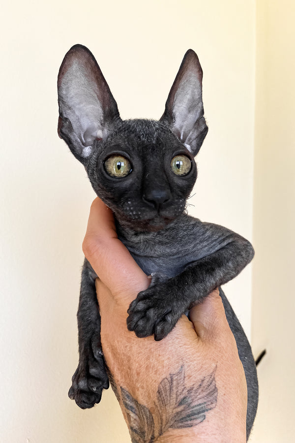 Talla | Cornish Rex Kitten