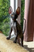 Talla | Cornish Rex Kitten