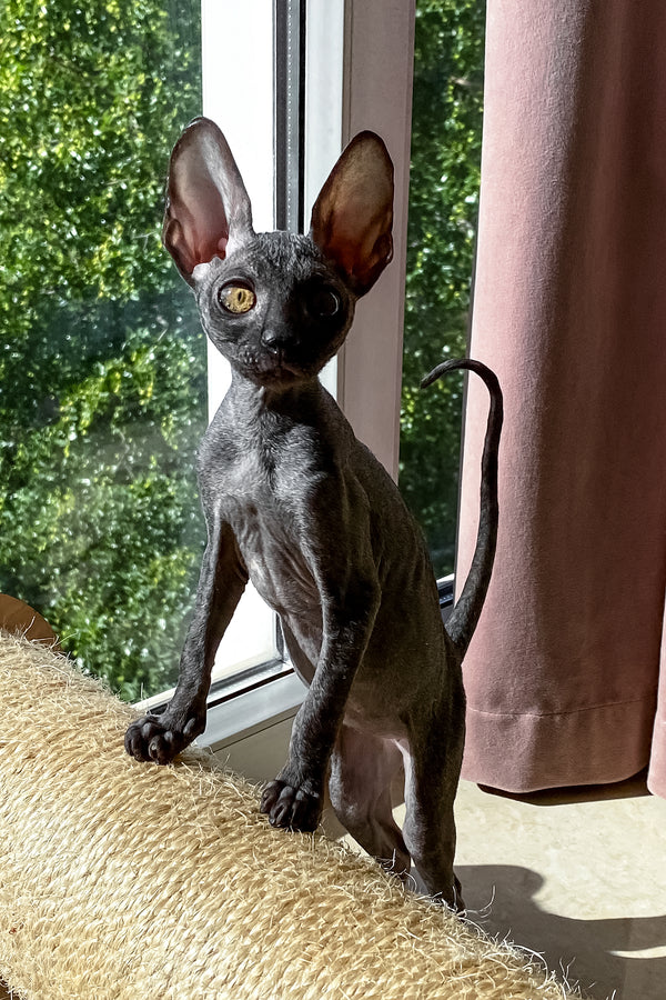 Talla | Cornish Rex Kitten