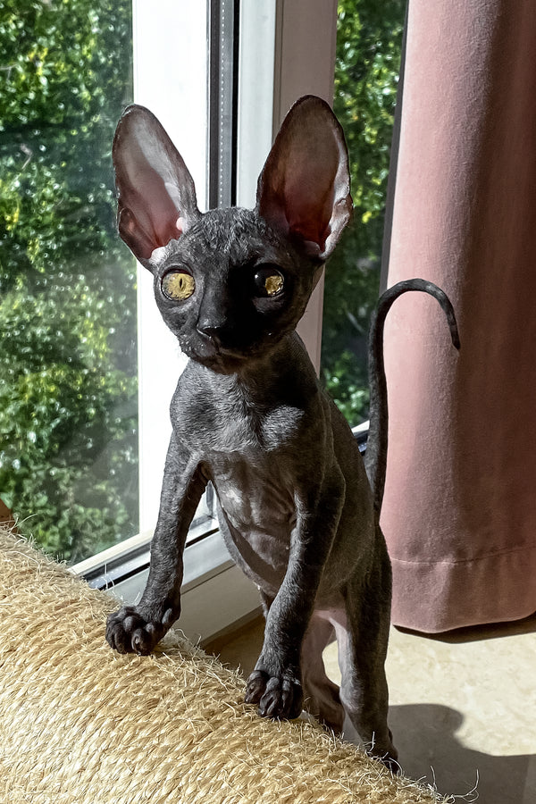 Talla | Cornish Rex Kitten