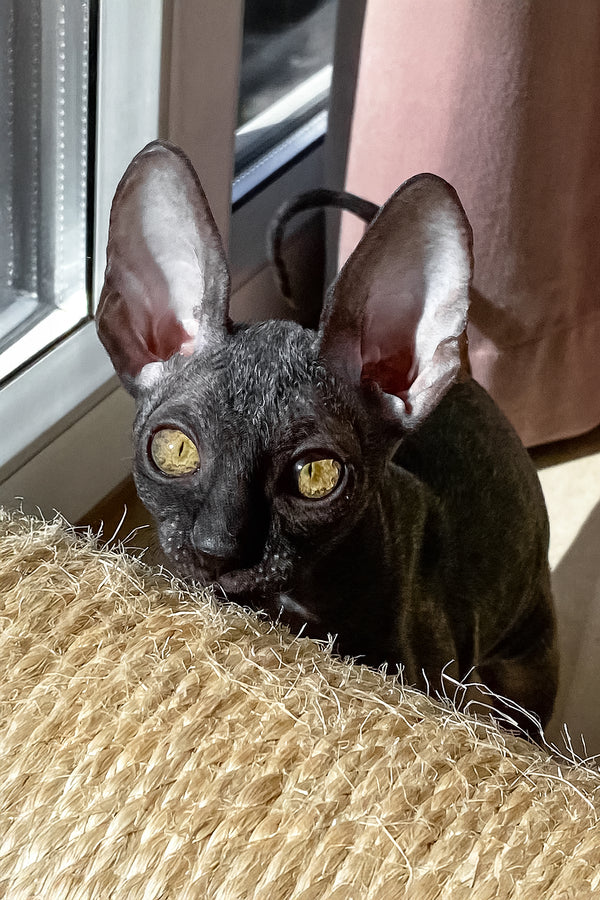 Talla | Cornish Rex Kitten