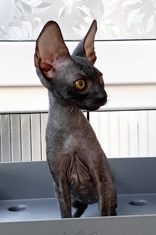 Talla | Cornish Rex Kitten
