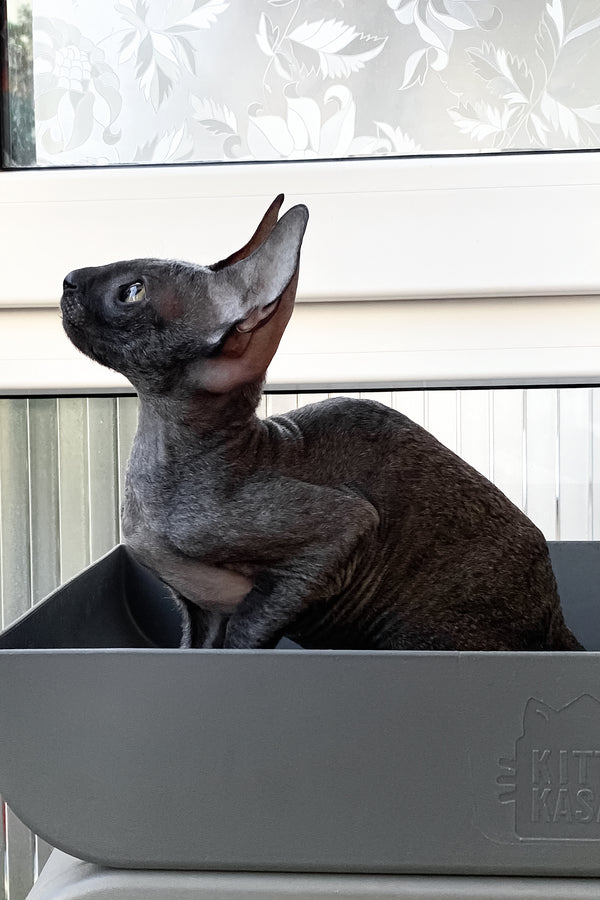 Talla | Cornish Rex Kitten