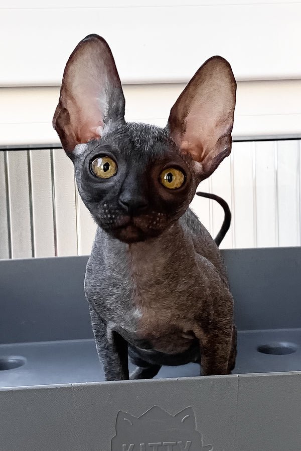 Talla | Cornish Rex Kitten