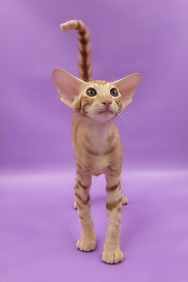 Tamerlane | Oriental Shorthair Kitten