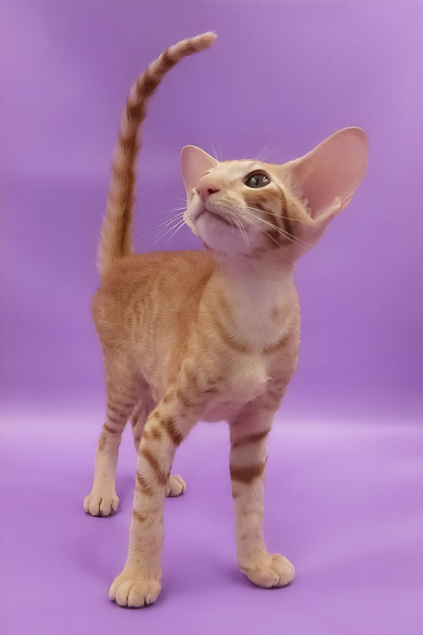 Tamerlane | Oriental Shorthair Kitten