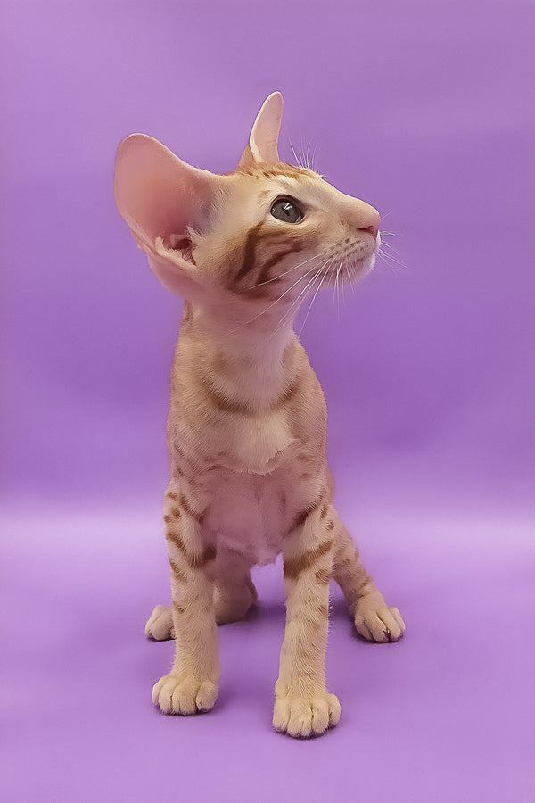 Tamerlane | Oriental Shorthair Kitten