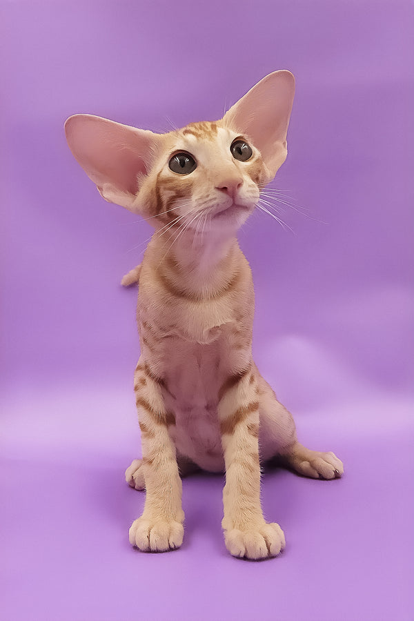Tamerlane | Oriental Shorthair Kitten