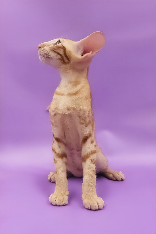 Tamerlane | Oriental Shorthair Kitten